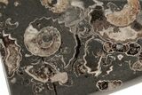 Polished Ammonite (Promicroceras) Fossils -Marston Magna Marble #211349-1